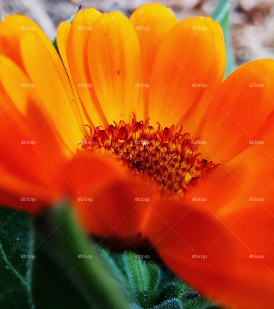 art of flower graphic