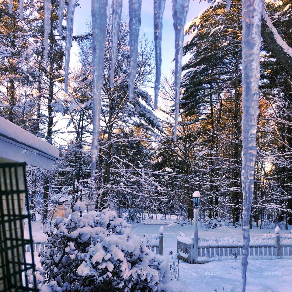 Snow, Winter, Cold, Wood, Tree