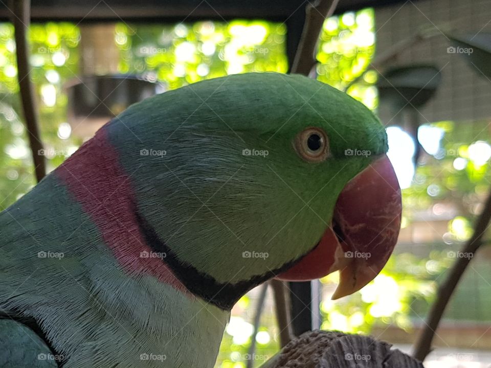 green tropical parrot