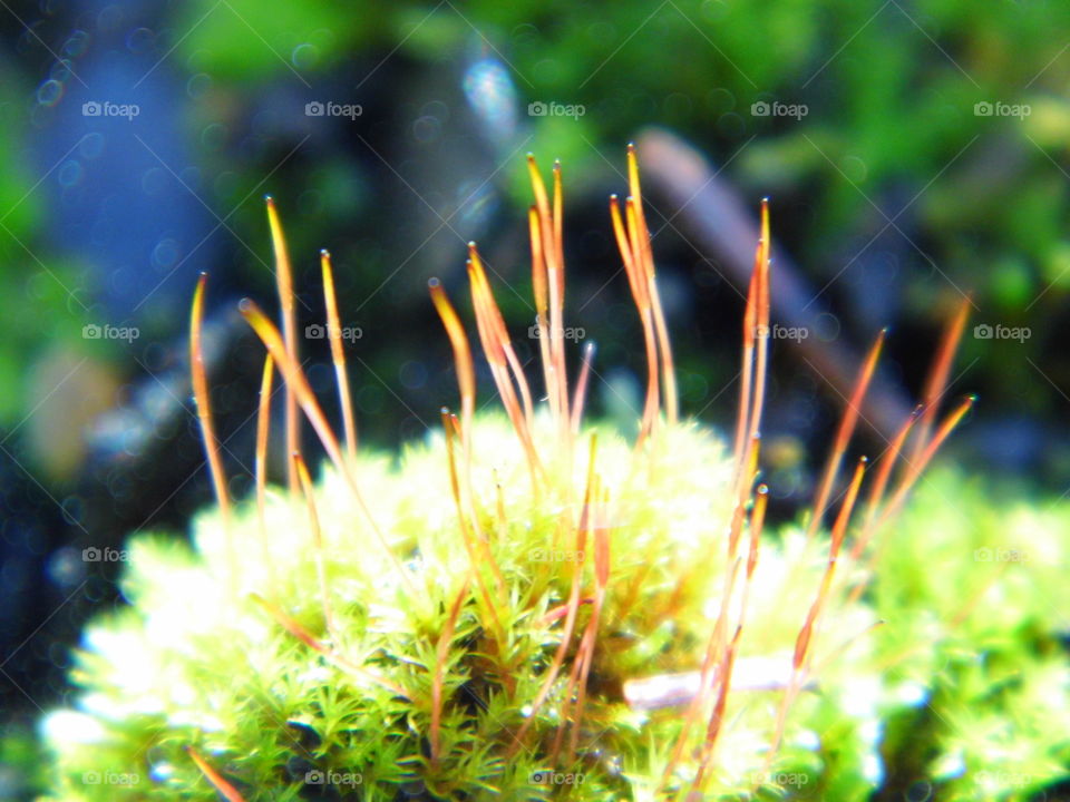 moss in nature or biology