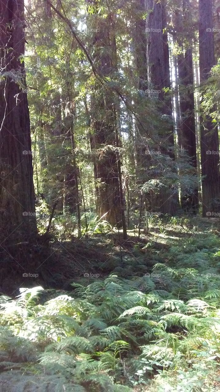 Redwood country 2
