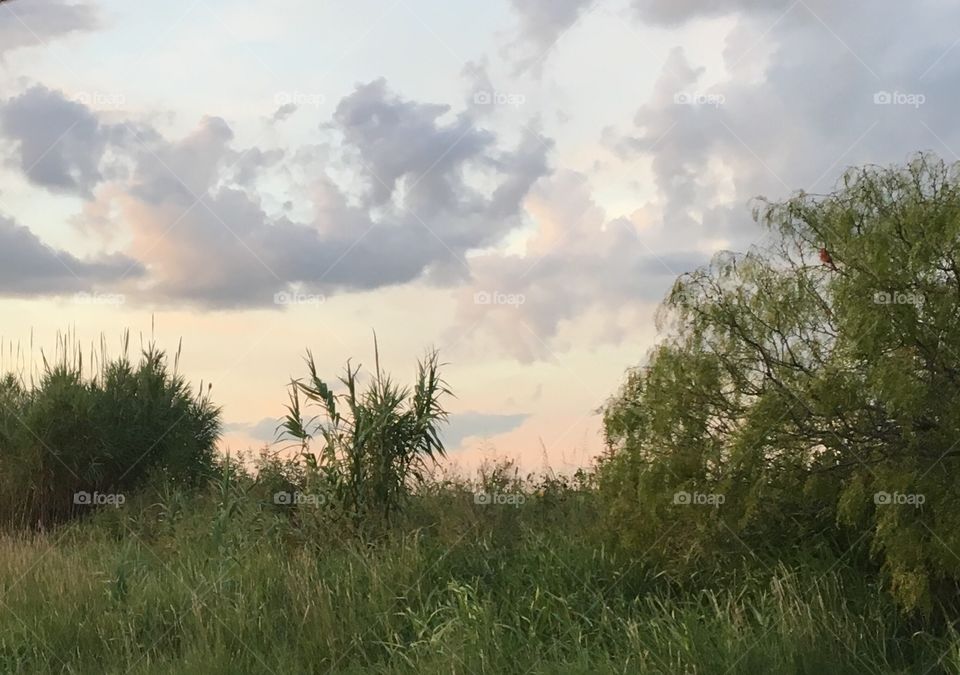 Red bird in a mesquite!