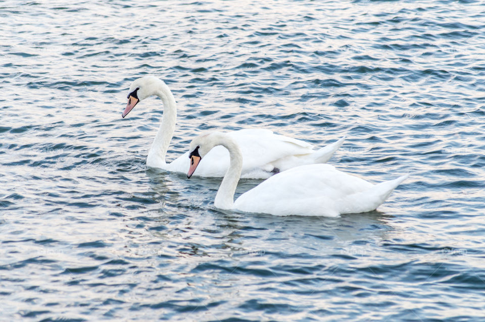 Swans swimming in water