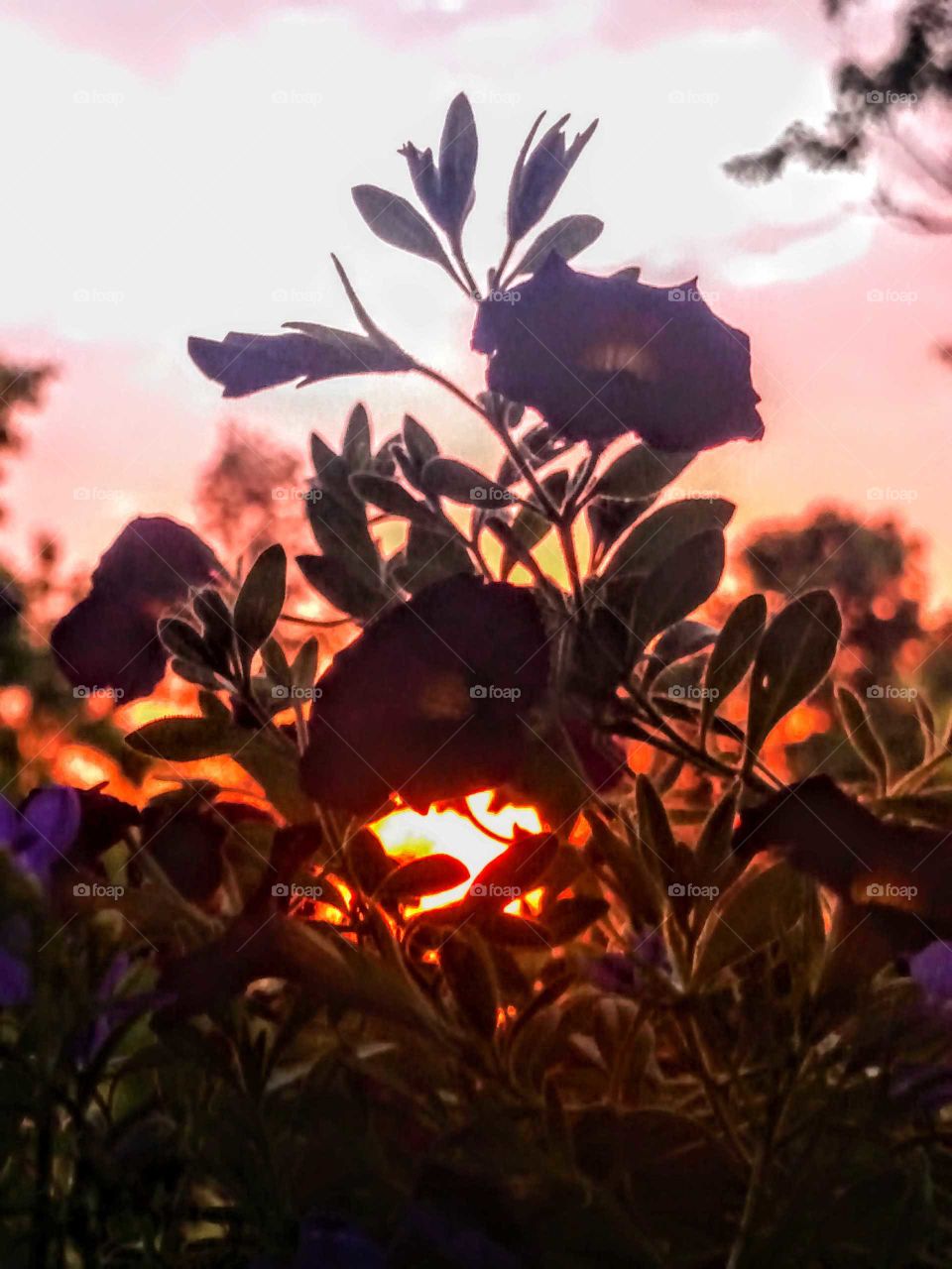 flowers at sunset