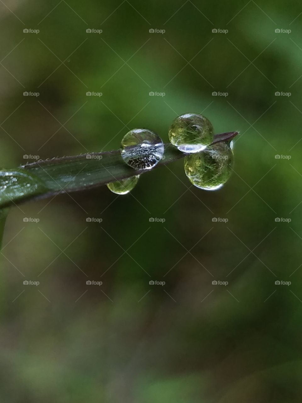Rain, Dew, Leaf, Drop, Nature