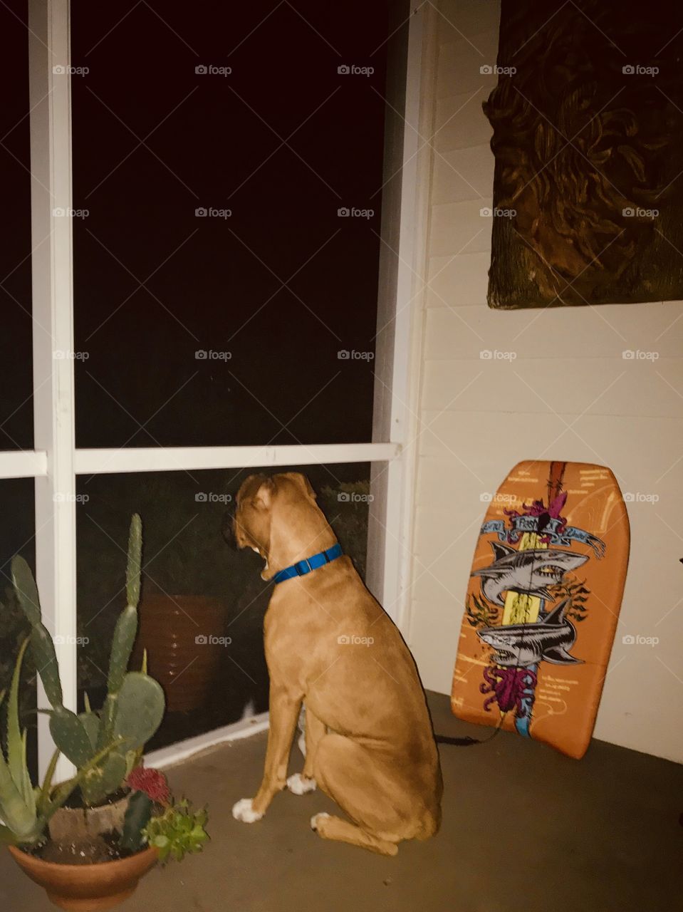 Doggie in the Window 