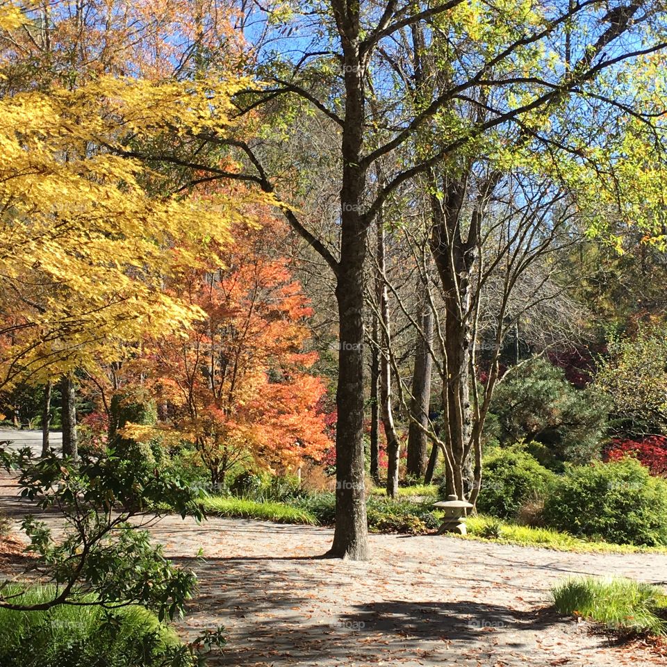 Japanese Maple Garden