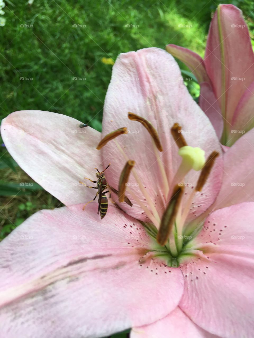 Wasp on pink lily