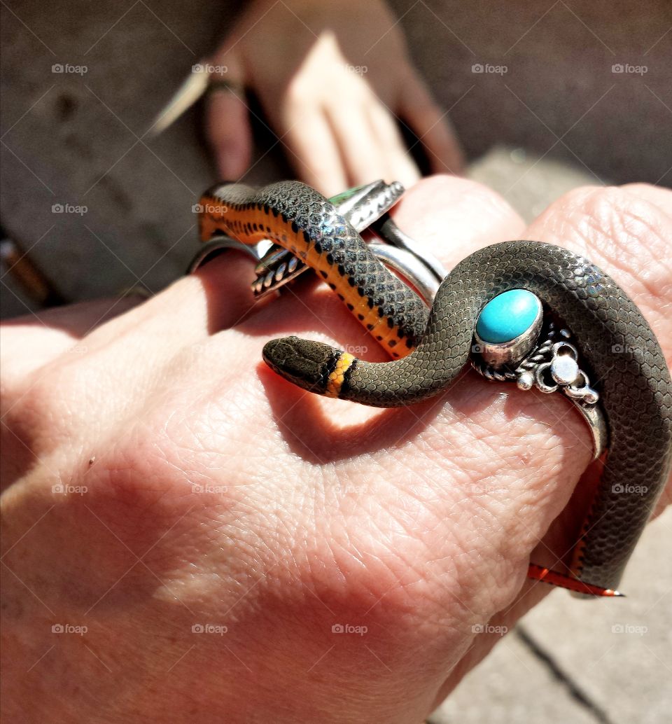 Friendly Ringneck Snake