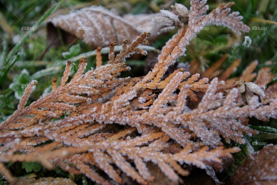 Close-up of frozen leaves