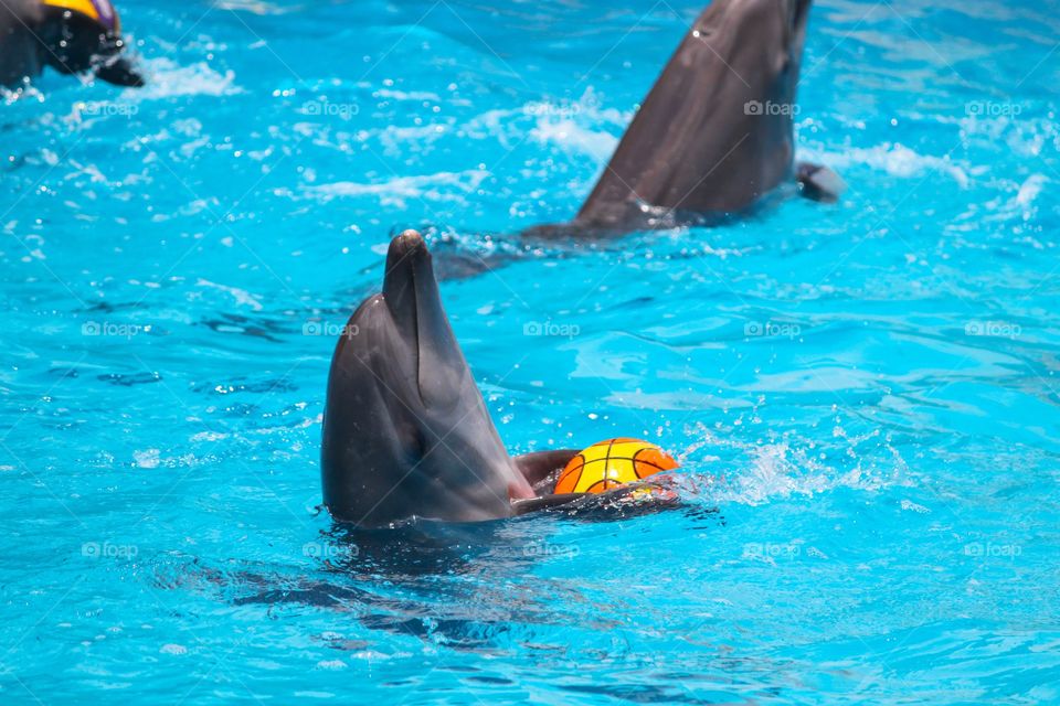 Dolphinarium