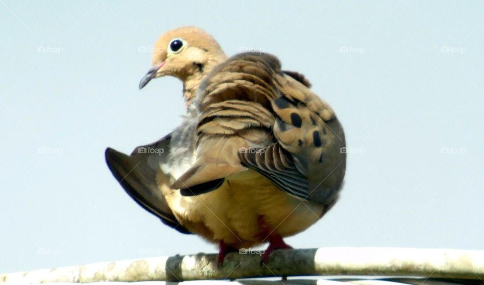 Profile of Morning Dove on a wire looking over ruffled beige and brown feathers