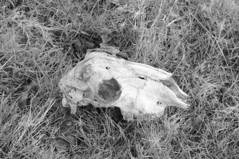 Skull 