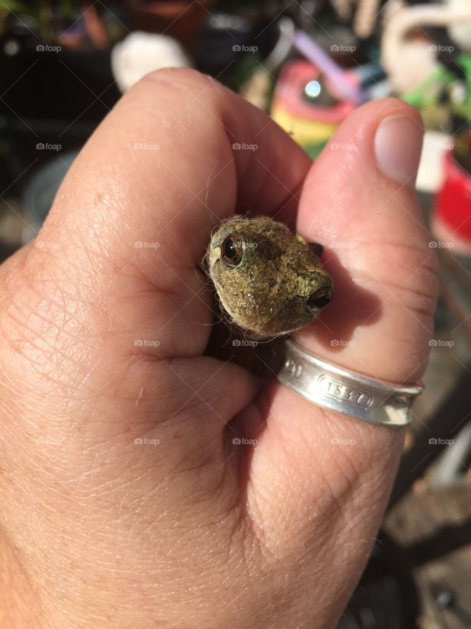 Frog in hand