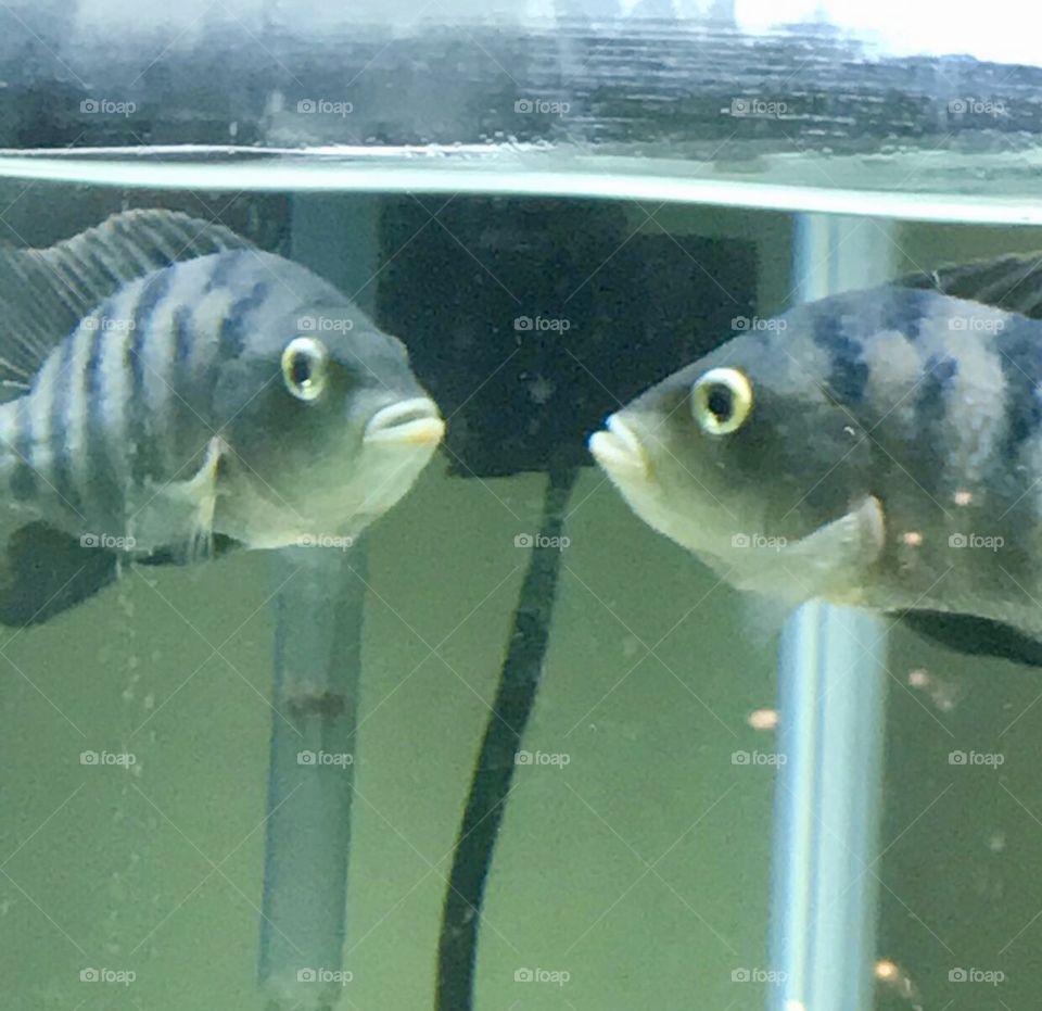 Fish twins 