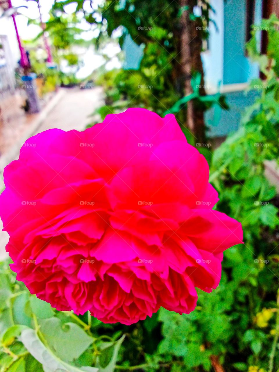 A red rose that has just bloomed in the yard