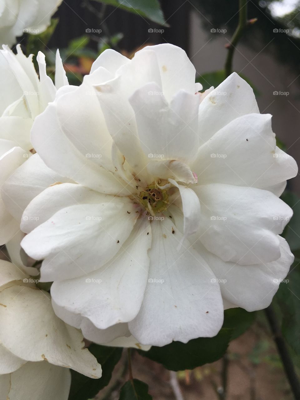 Flores do nosso jardim - mini rosa Branca