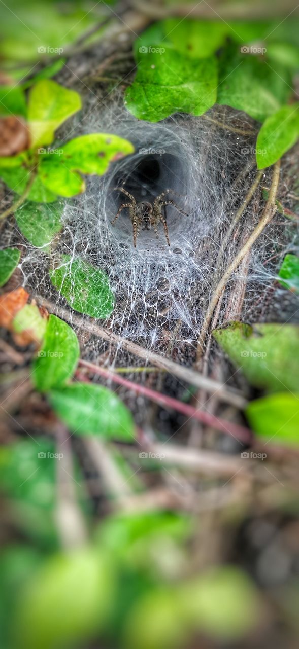 a little spider in a spider web