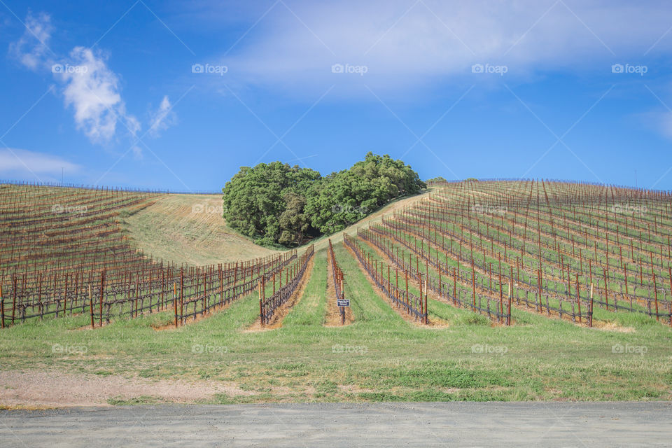 Vineyard 