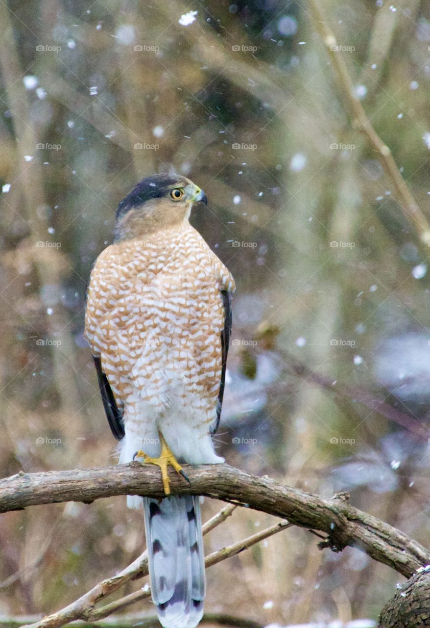 Hawk in a tree with snow falling