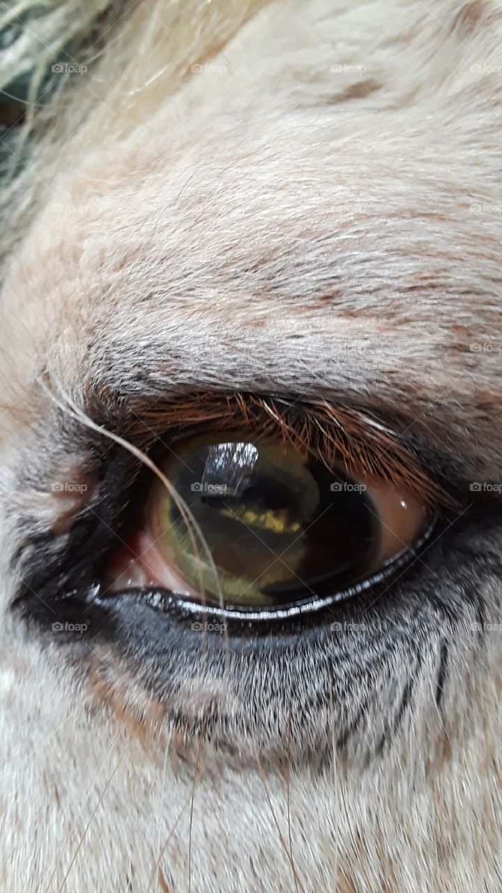 Close up of a beautiful blind horses green eye. Taken a Wings of Hope Ranch in Montpelier, Virginia.