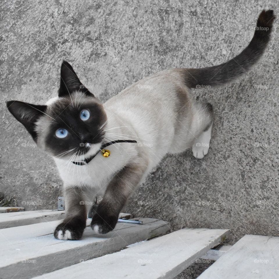 The cat will not be stopped by a fence. Naughty cat jumping the fence. Cute small cat black grey cream cat. Cat with beautiful blue eyes. Cat wears a small bell around the neck. Domesticated cat at home with people and humans. 