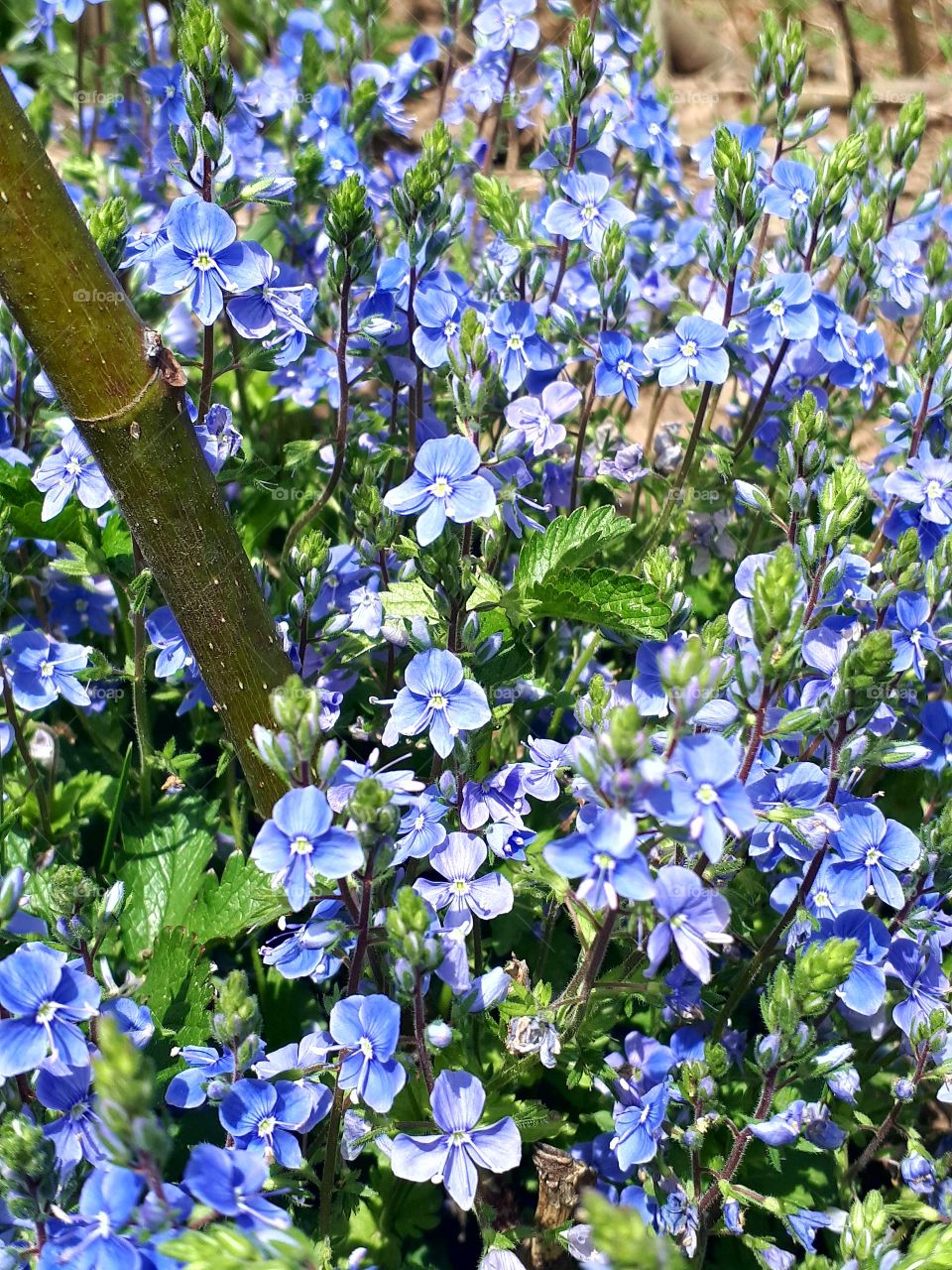 As a small child, I always found it interesting, a little bit, and the touchdowns were falling off. I tried to paint earlier, but never was the painting interesting. Until there was a little bigger bush in the fig tree