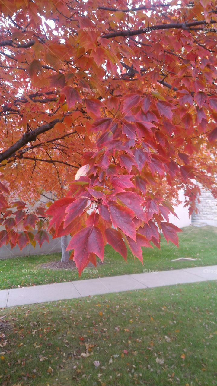 Nature of autumn in Kansas City Campus of University of Missouri in Kansas City US of America.
Middle USA...