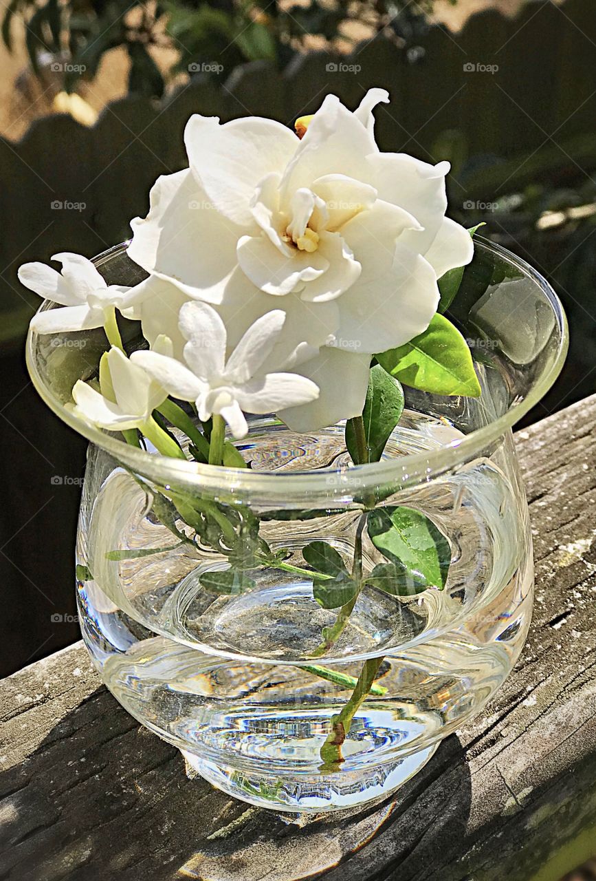 Gardenia