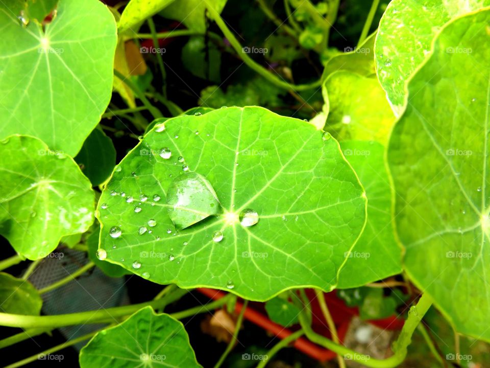 leaves and droplets