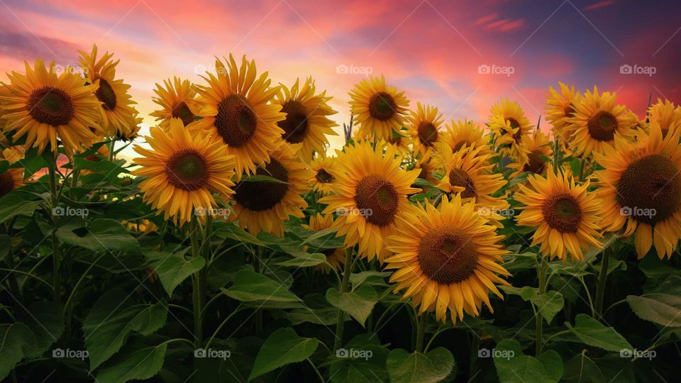 Sunflowers at Sunset