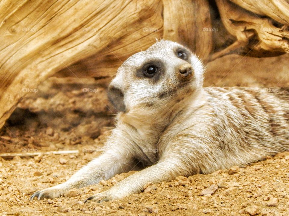prairie dog poses for the camera