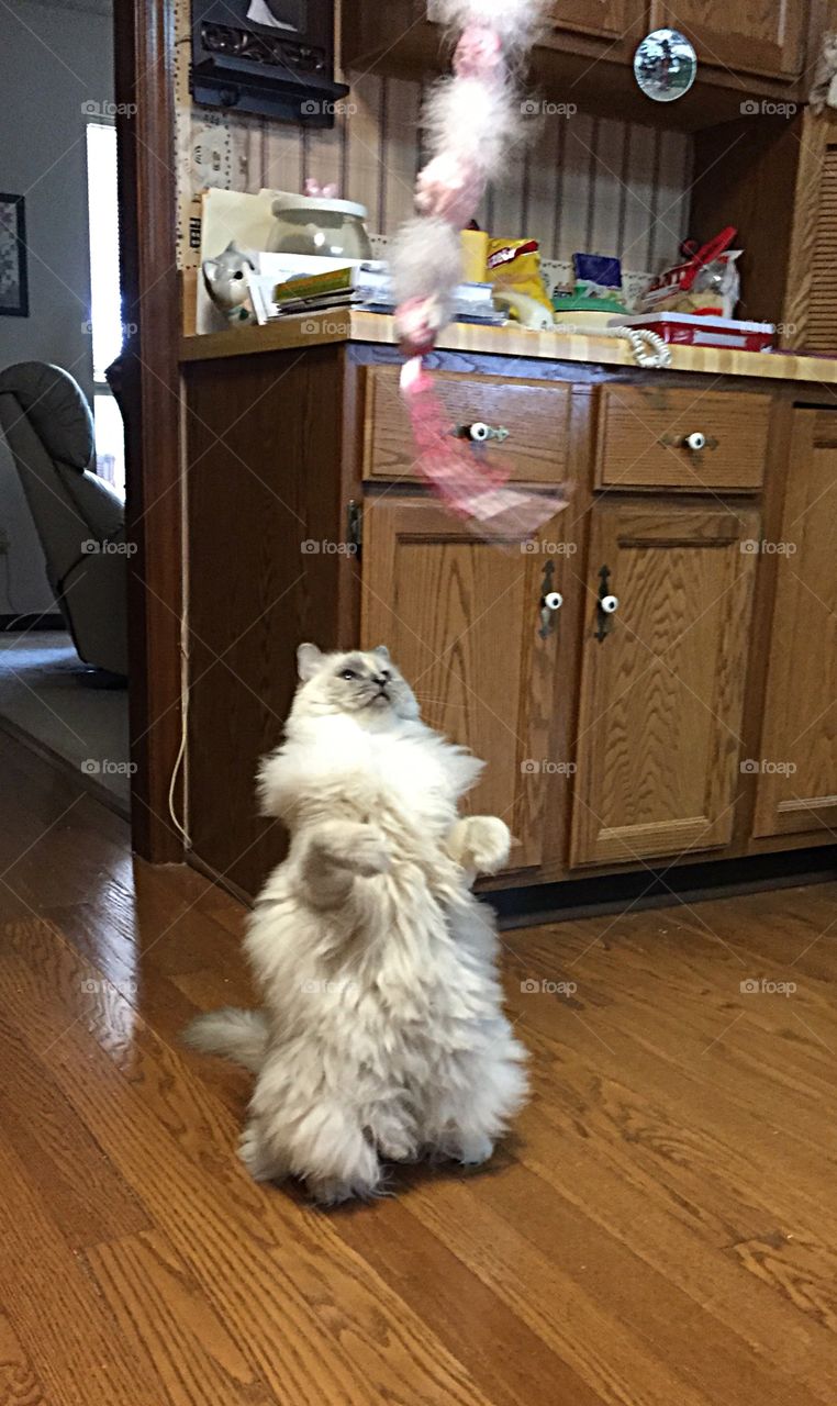 Cat playing with toy 