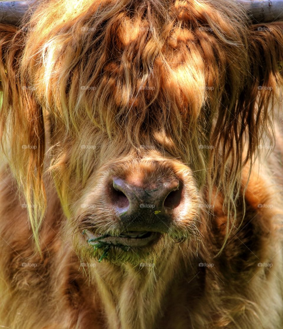 Highland Cow. These hardy animals like a nice clump of grass 