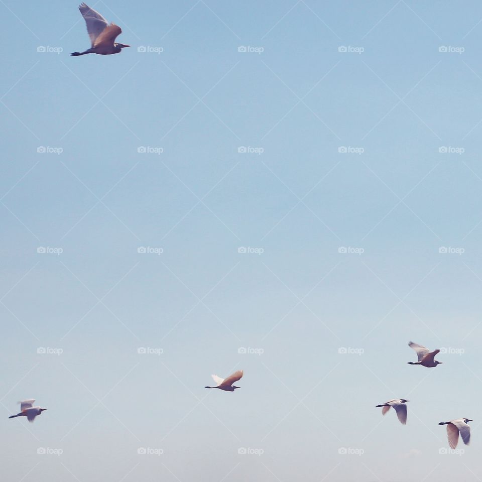 Flight, Bird, Airplane, Sky, Aircraft