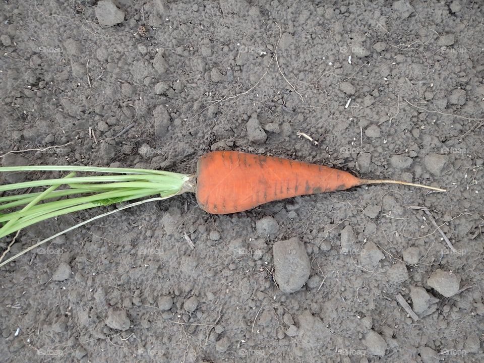 Top down orange carrot.