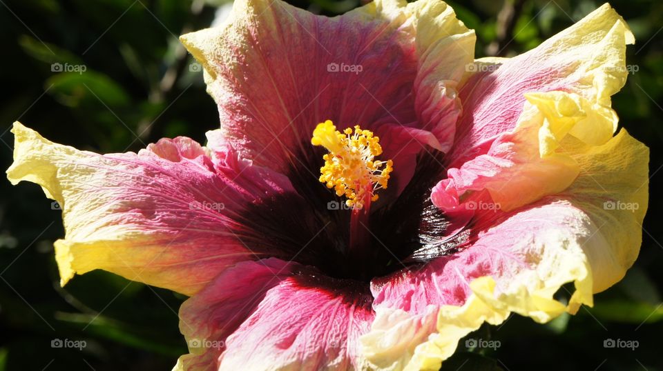 Hibiscus