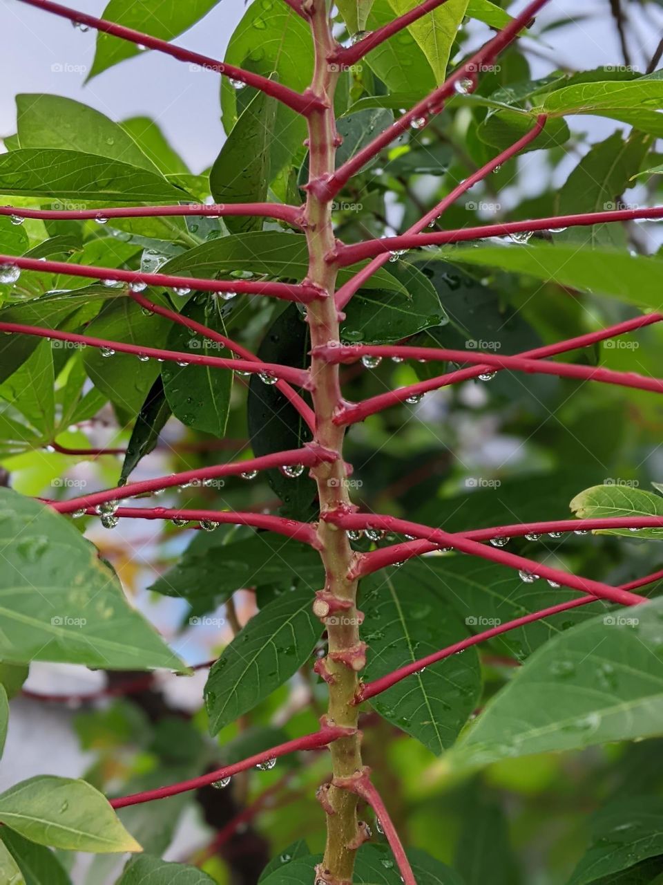 cassava plants and raindrops🌱💧