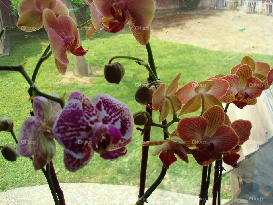 two orchids