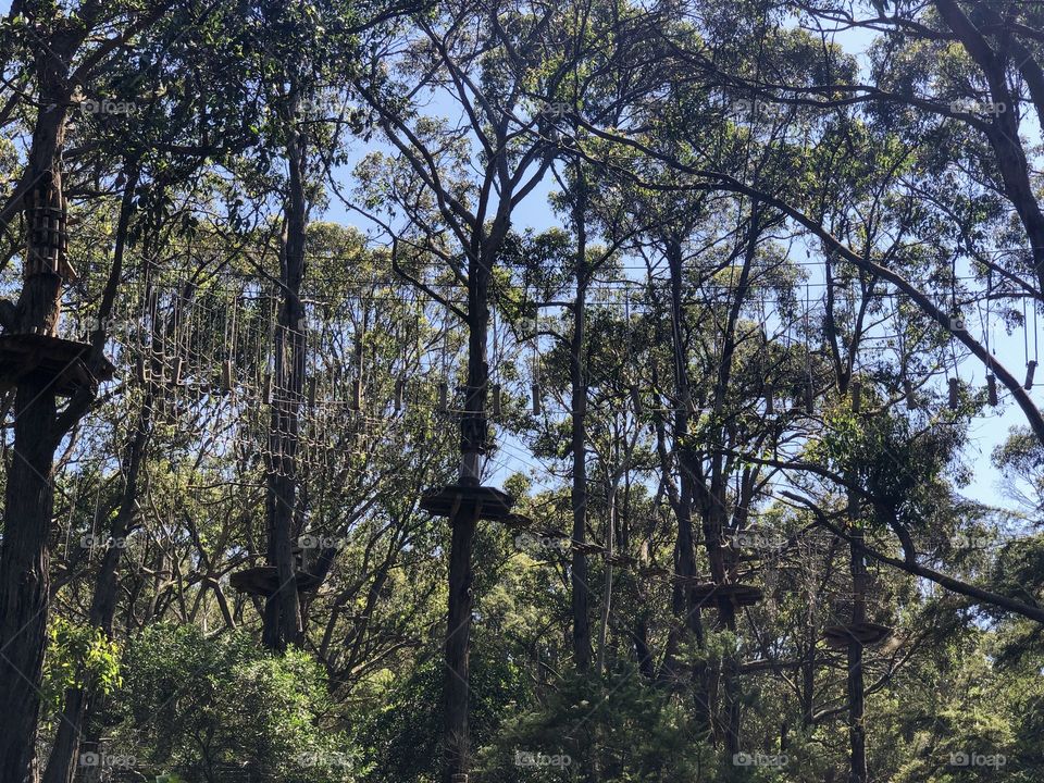 Tree surfing 