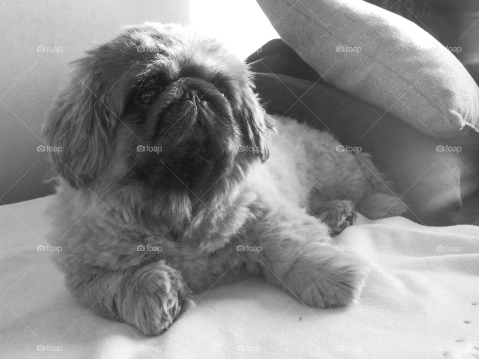 Pekingese Afternoon