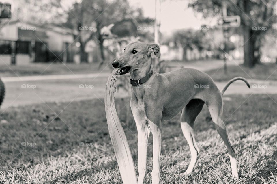 Biting is my passion