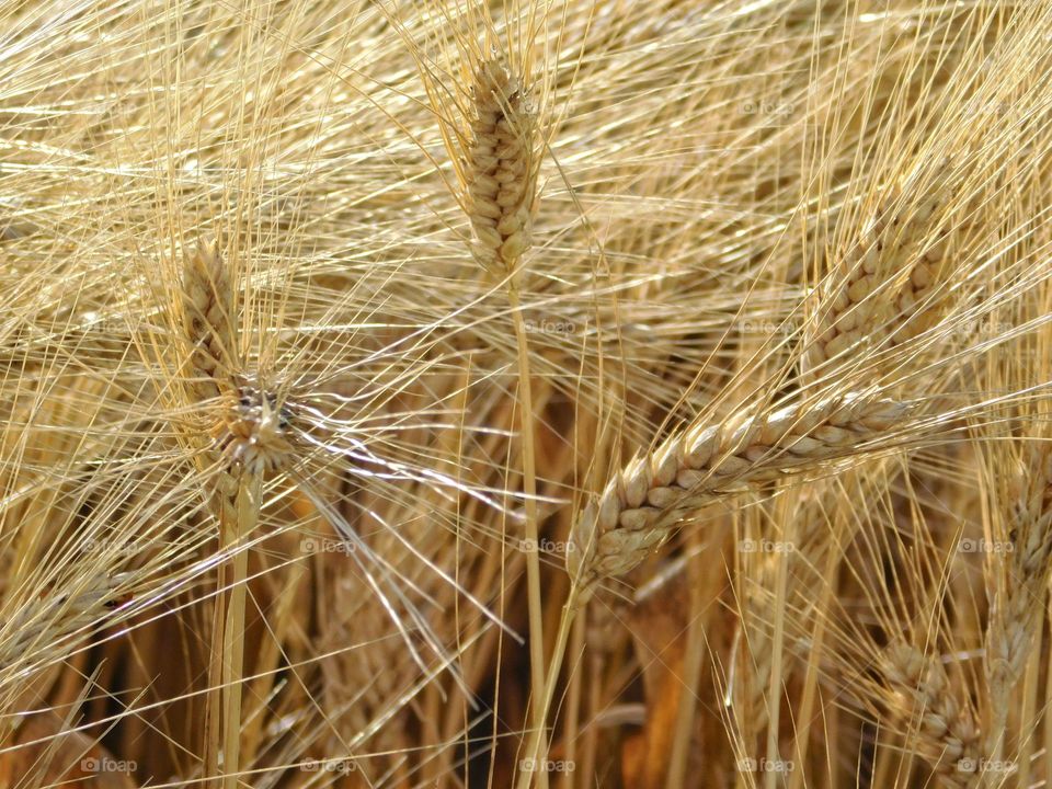 wheat field