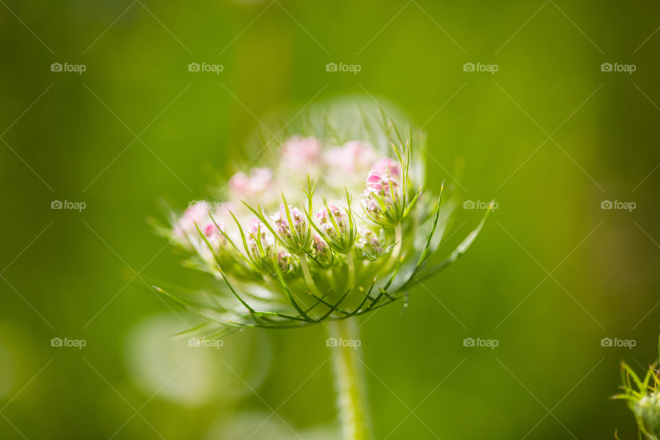 Wildflower, Summer, Season, Green background, Flower