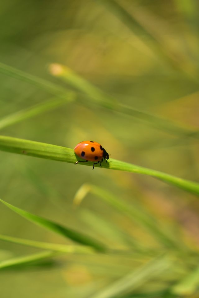macro foto