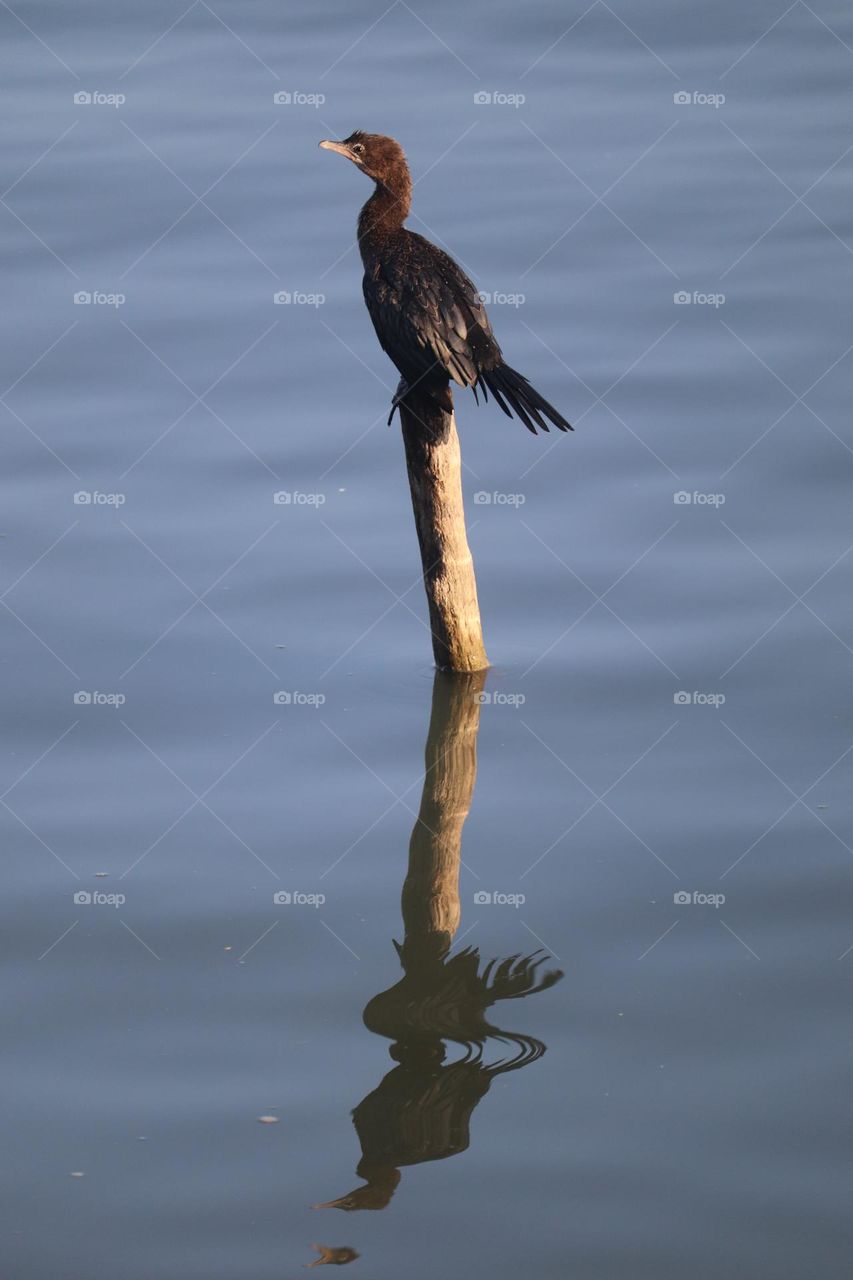 Cormorant bird at the morning sun