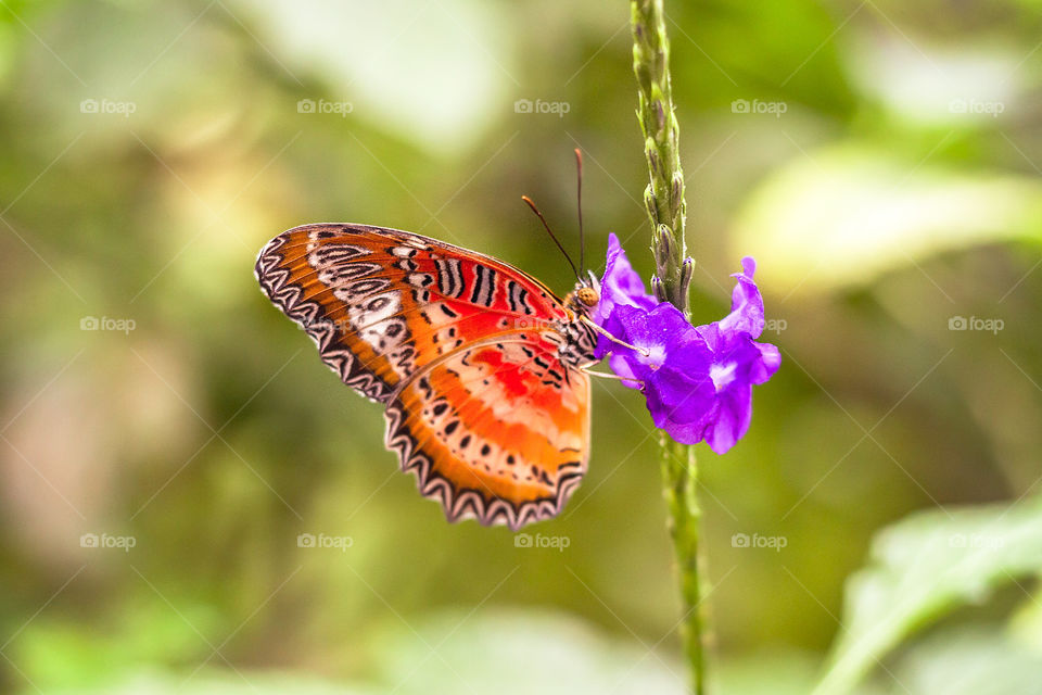 Butterfly drinking nectar