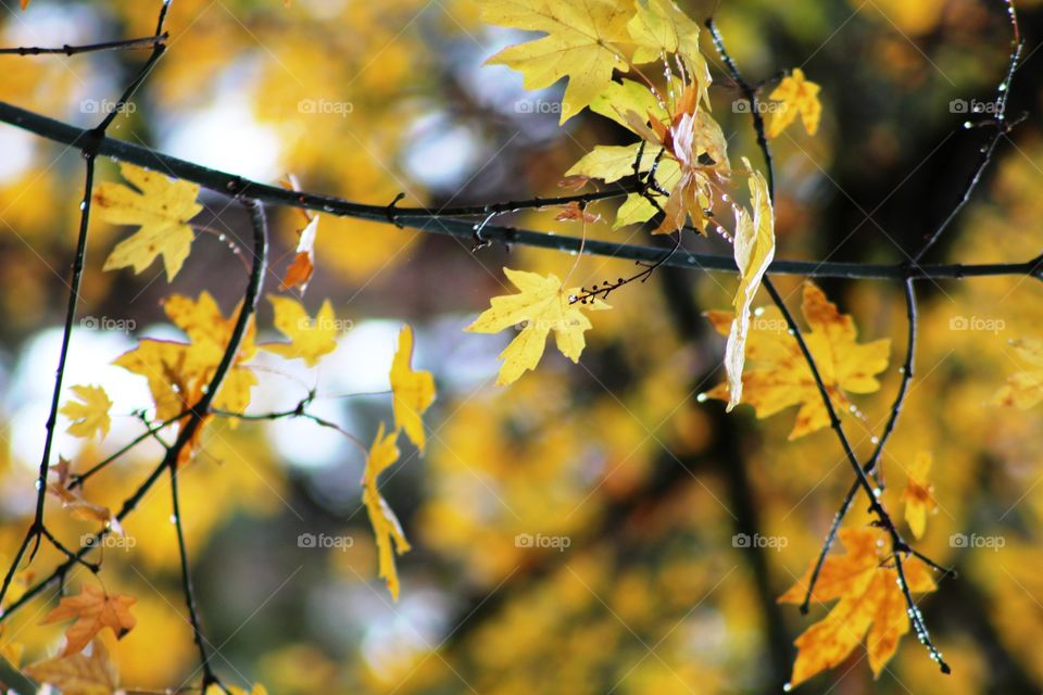 Orange yellow autumn leaves 