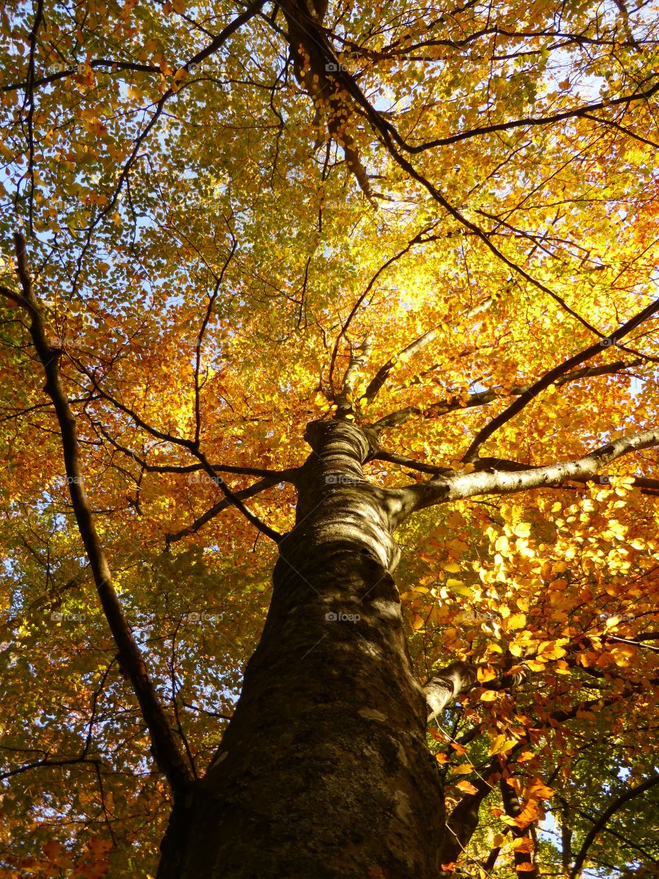 Low angle view of tree