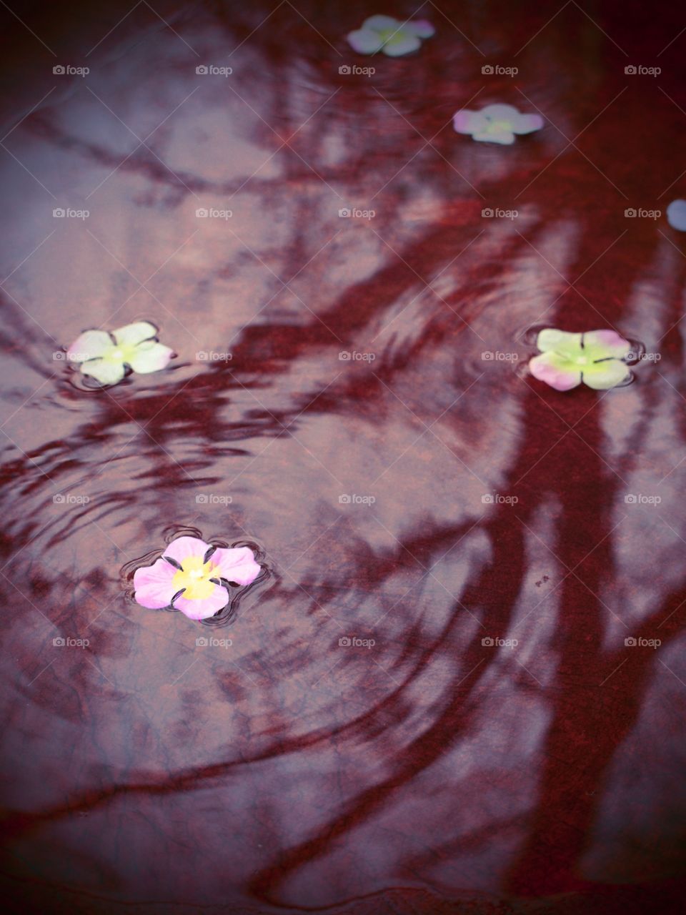 Flowers in Water. Flowers in water with tree reflection 